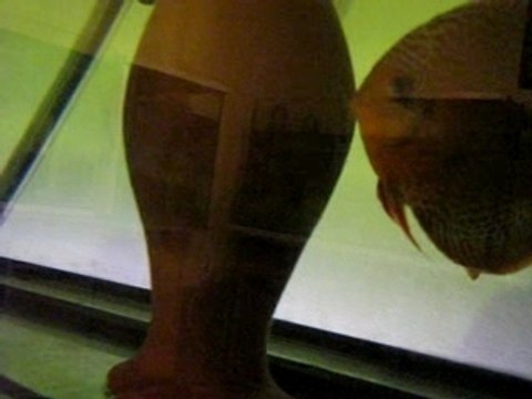 Scarlet Spotted&Leopard Discus Spawing