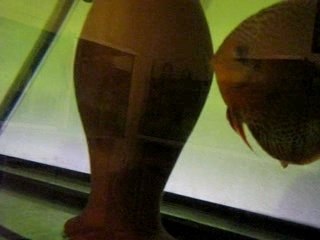 Scarlet Spotted&Leopard Discus Spawing