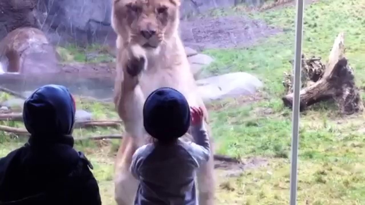‪Kids At The Zoo Compilation‬‏ - funny video 2014