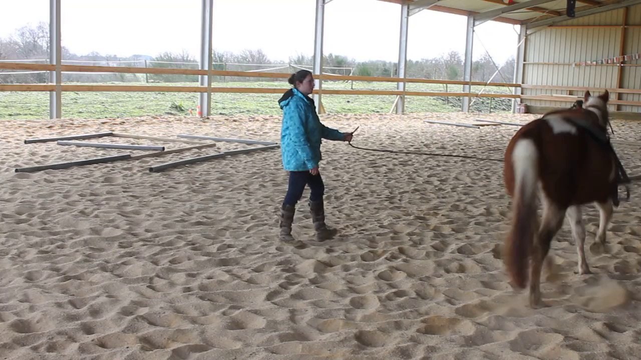 Spirit at Reinhill 4 mars 2014, Cecile longing her before riding..;)