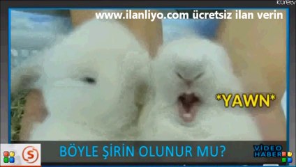 Böyle Şirin Olunur Mu 1