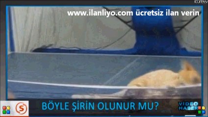 Böyle Şirin Olunur Mu 4