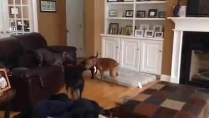 Dog pretends the floor is lava