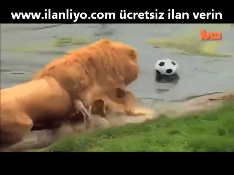 Futbol Oynayan Aslan