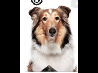 Philadelphia Dog Walkers - www.romppetcare.com
