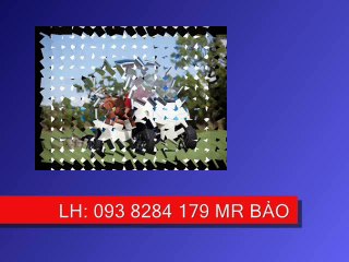 xe dien cho khach du lịch 12 cho gia re