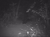 Rare Glimpse of Small Indian Civet at Tree House Hideaway, Bandhavgarh