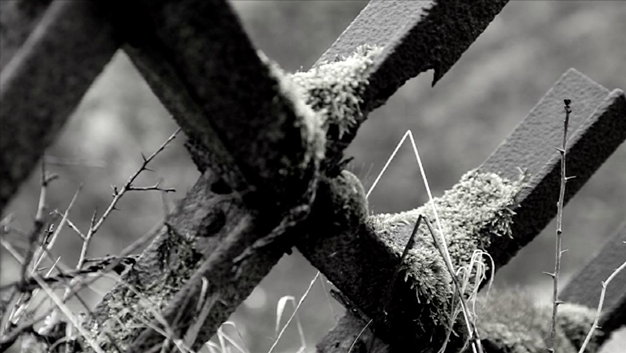 Le jardin des morts