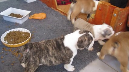 CHIOTS BULLDOGS DES CHARMES D'HALLIWELLE