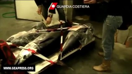 Roma - Sequestro di tonno rosso (04.03.14)