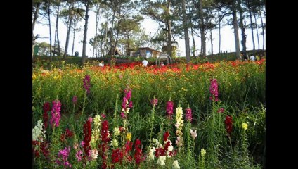 LY RƯỢU MỪNG - Guitar Solo, Arr. Thanh Nhã