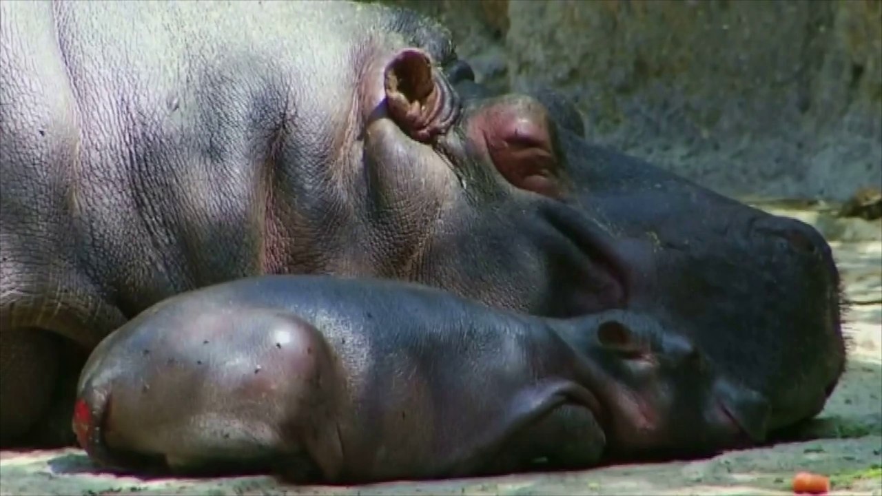 Un bébé hippopotame à baptiser