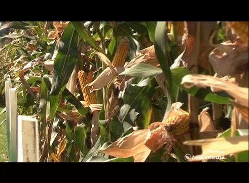 Predstavljanje hibrida šeste grupe zrenja, Institut za kukuruz Zemun polje_ 337 _01.02.2014.