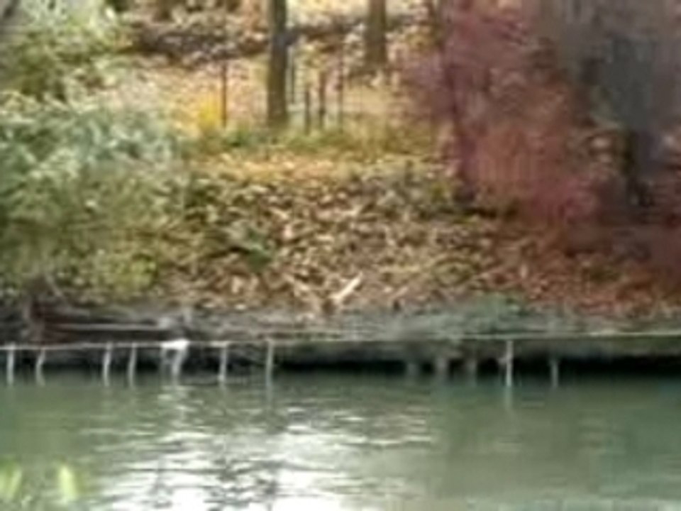 Bras mort de la seine à Puteaux