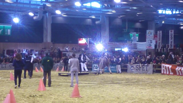 Début de la traction des bretons trophée trait d'avenir