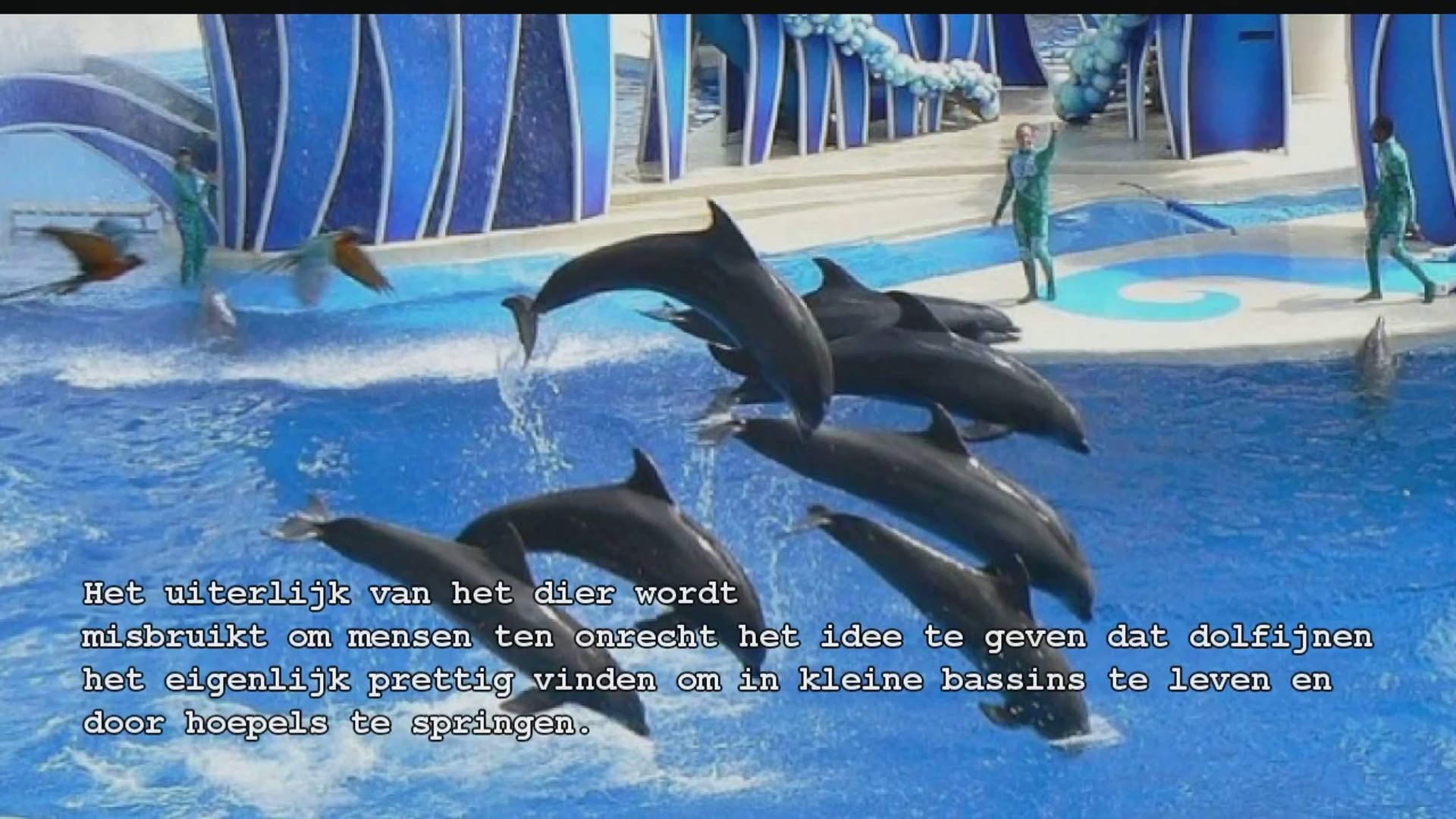 Dolfijnen in gevangenschap, image size:1920x1080