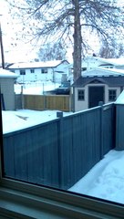 Chien débile essai d'attraper une branche à 10m de haut!