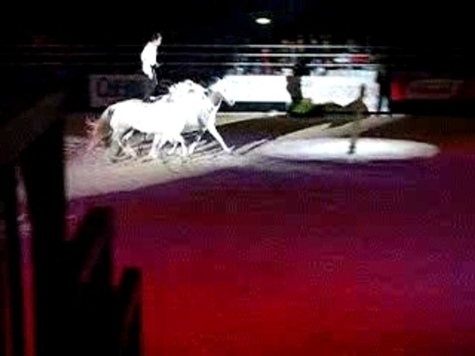 Lorenzo et ses chevaux en liberté