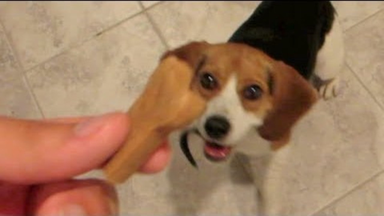 CRAZY DOG TRICK