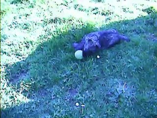 Jaudy et la balle de tennis