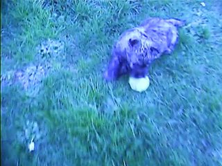 toujours la balle de tennis