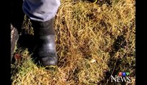 Purported Sasquatch tracks found