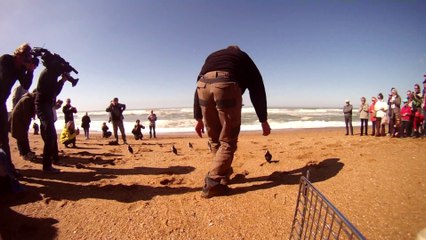 extrait lâcher Guillemots et Macareux