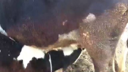 Cow feeding her baby while little kitty watches