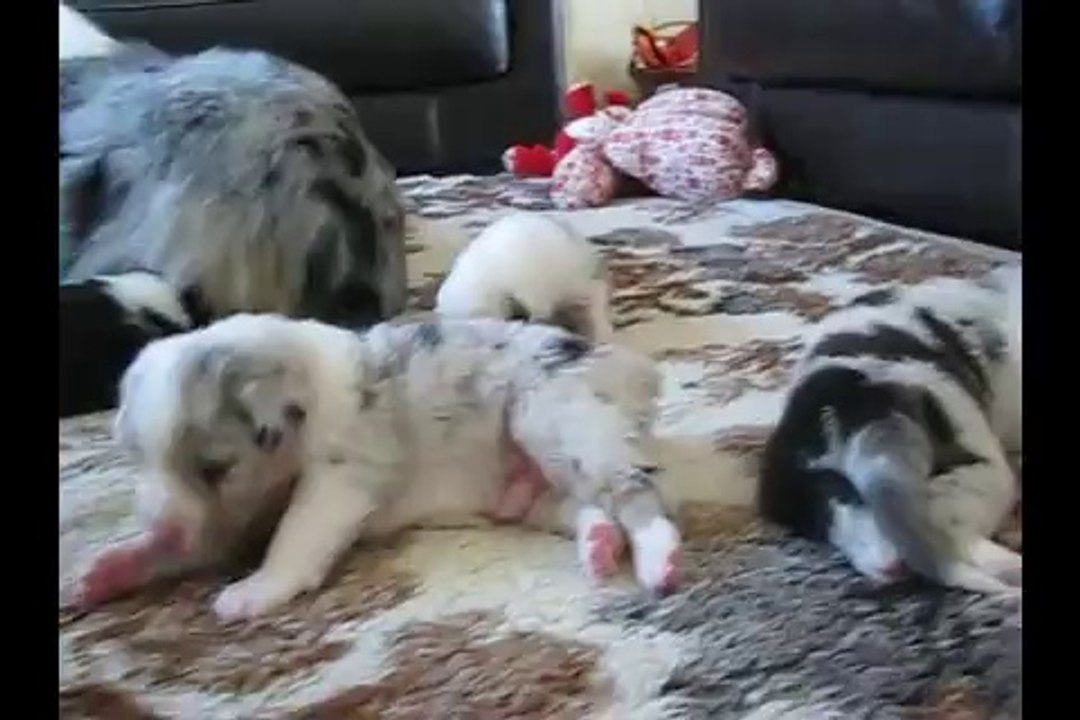 Chiot Berger Australien 18 jours