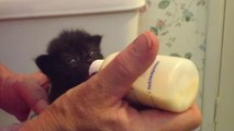 Un bébé chat affamé qui bouge ses oreilles en buvant son lait... Trop mignon!