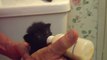 Kitten Adorably Wiggles Ears While Drinking From Bottle