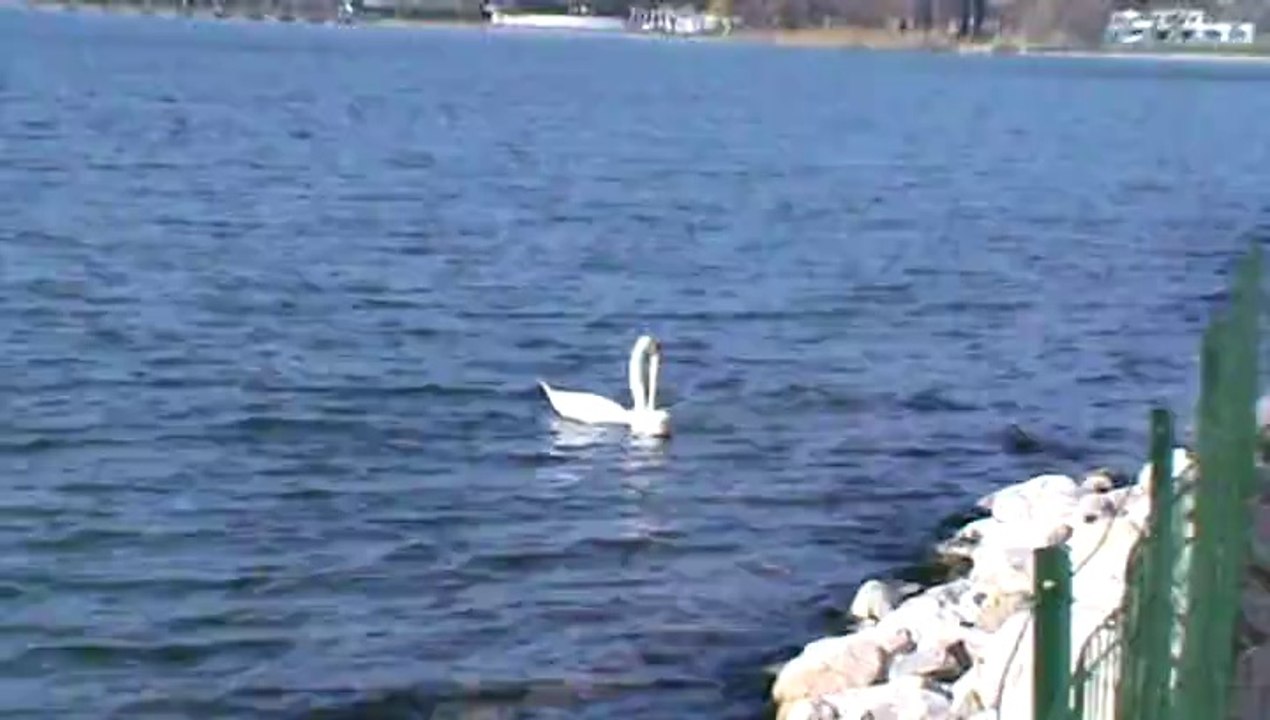 COUPLE DE CYGNES AU LAC DU BOURGET