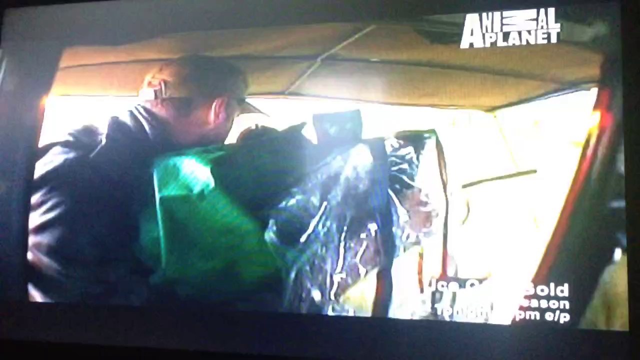 Animal planet
