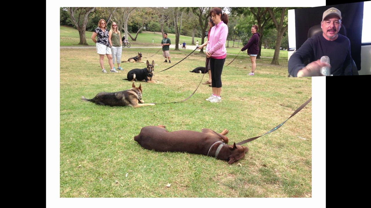 Rainy Day Dog Training in Orange County- Falco K9 Academy