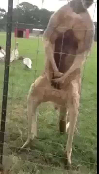 Hot Kanguru Lol