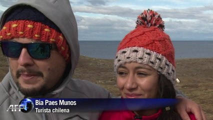 Pinguins monogâmicos lotam ilha no Chile