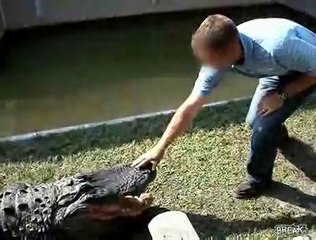 Alligator Bites Trainers Hand - Video - Break.com