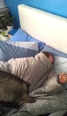 How To Wake Up Someone With A Laser Pointer And A Dog