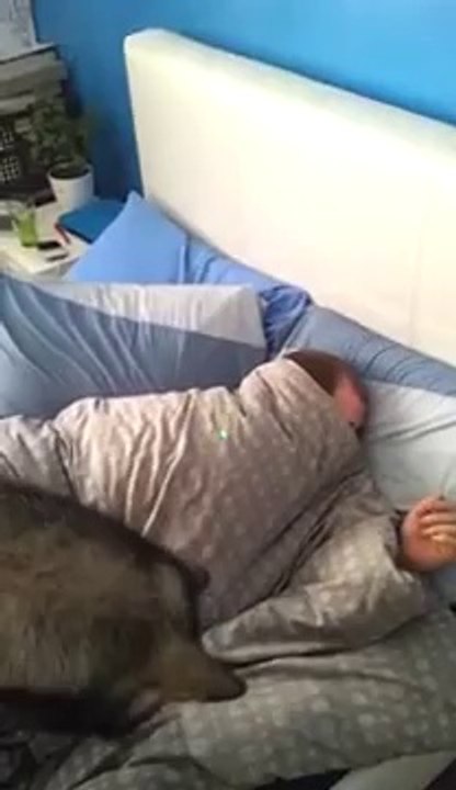 How To Wake Up Someone With A Laser Pointer And A Dog