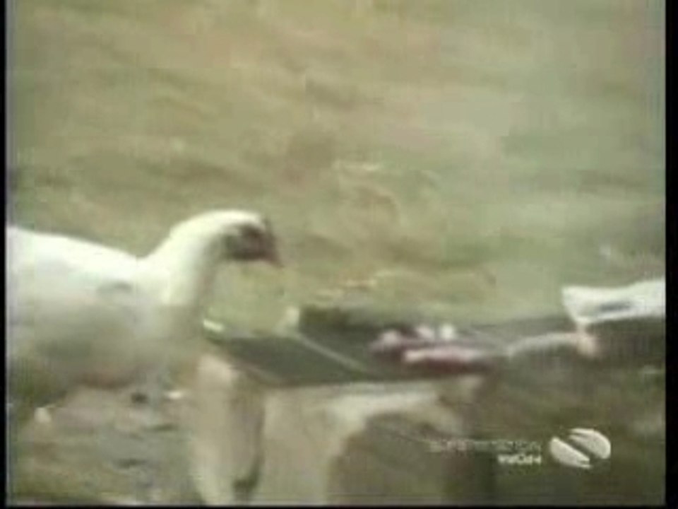 animaux_foux