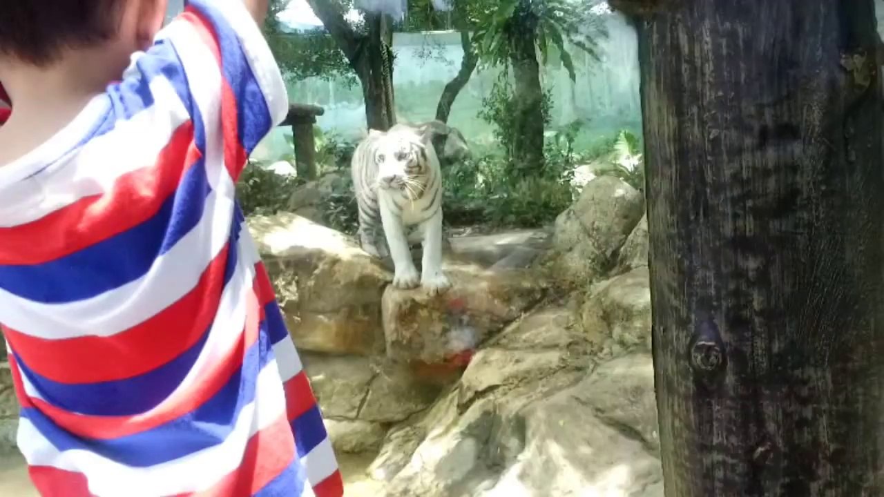 Cute Dog REALLY Wants to Go Outside