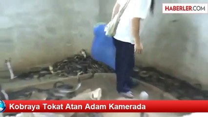 Kobraya Tokat Atan Adam Kamerada
