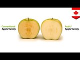 Genetically engineered apples do not go brown