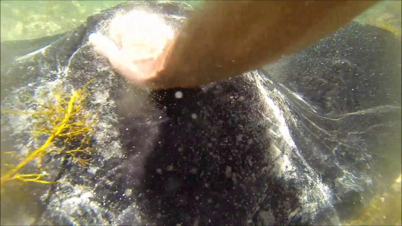 Stingray Fun