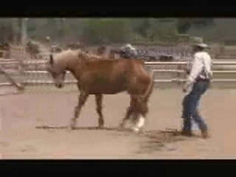 The horsewhisperer
