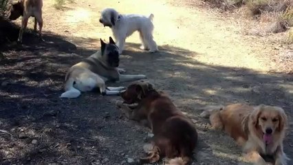 Colin's Pack -  The Dog Pack Resting on a Beautiful Day in Malibu