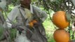 Oranges Kinnow from Garden to factory and packageing 6 Feb 2011 Sargodha Pakistan