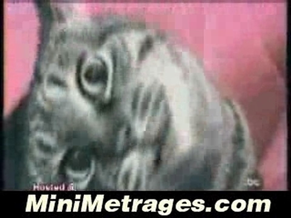 Chat qui chante une chanson