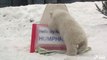 Toronto Zoo’s Polar Bear Cub Reveals His Name