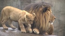 Un lionceau rencontre son papa pour la première fois : Zoo de L'Oregon
